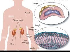 Suprarenal Cortex Diseases and Hormonal Regulation